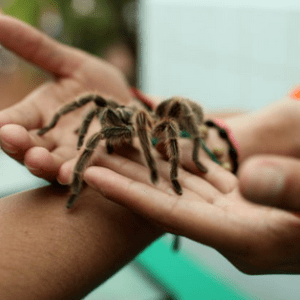 pet tarantula